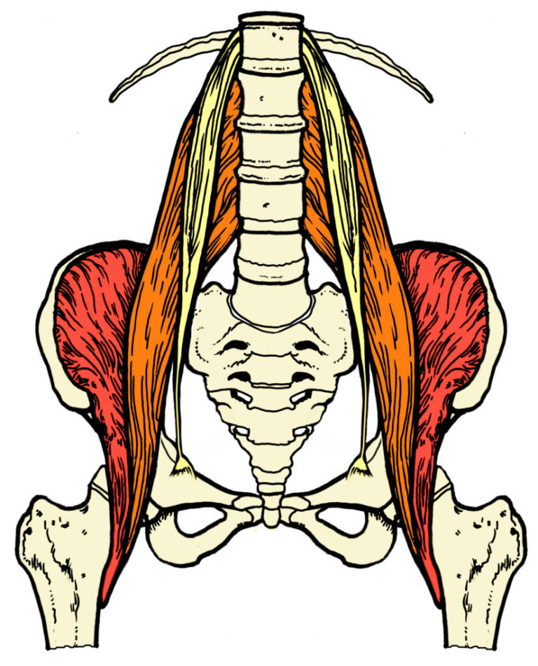 Psoas Pain Can Be Mysterious: The Body's Most Important Muscle.