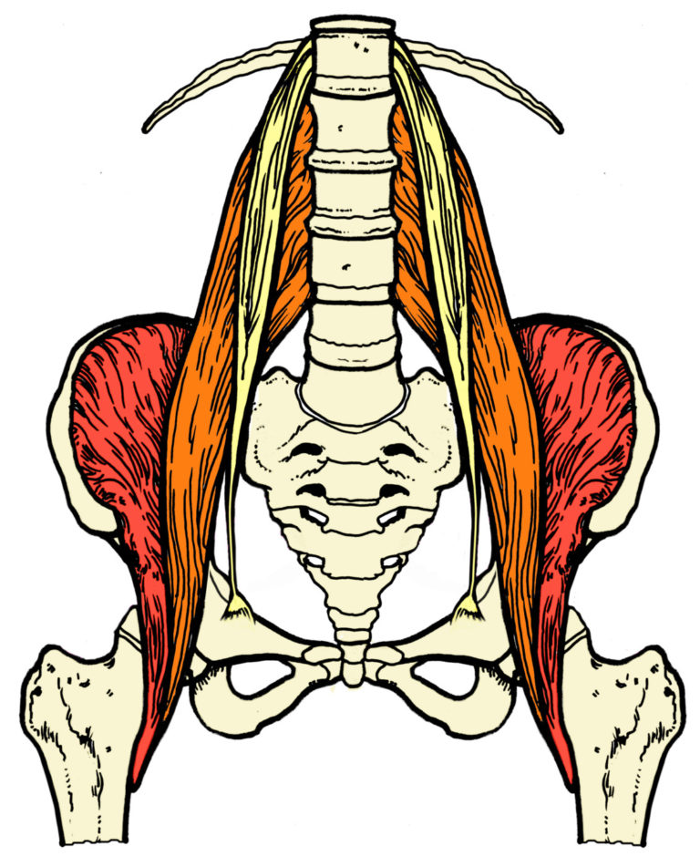 CoreWalking Anatomy Program | CoreWalking