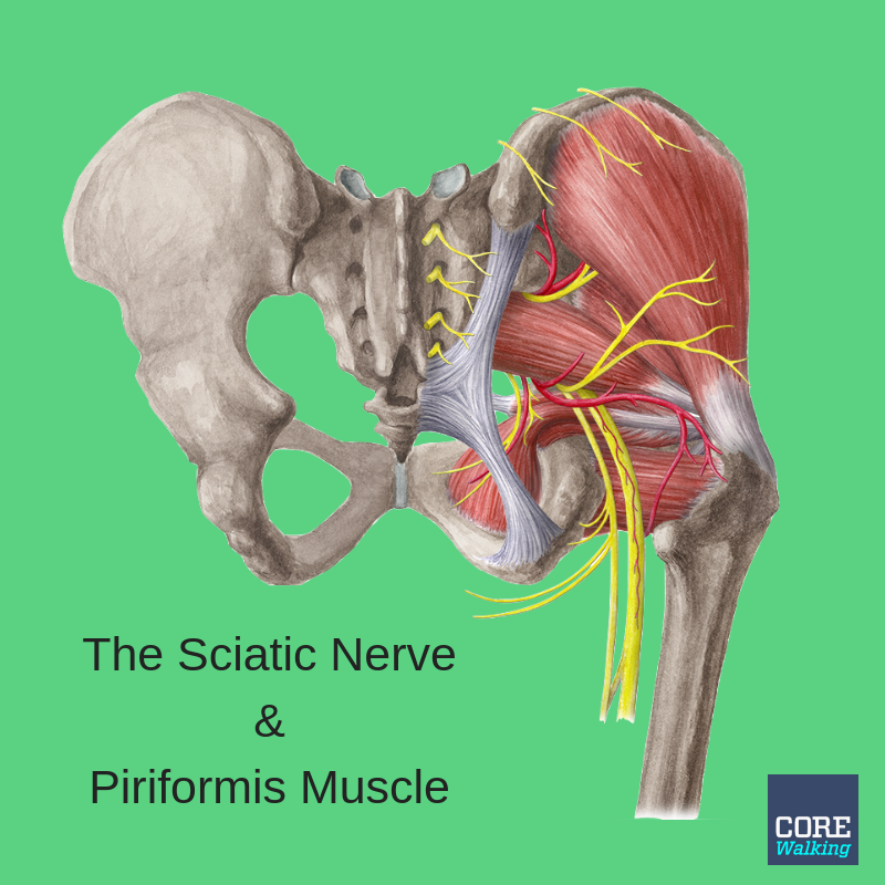 Piriformis Syndrome Sciatica Anatomy Everything You Need To Know Images