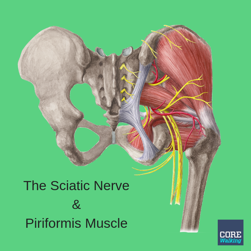 piriformis-sciatic-nerve-anatomy