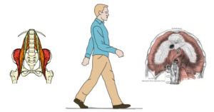 psoas and diaphragm