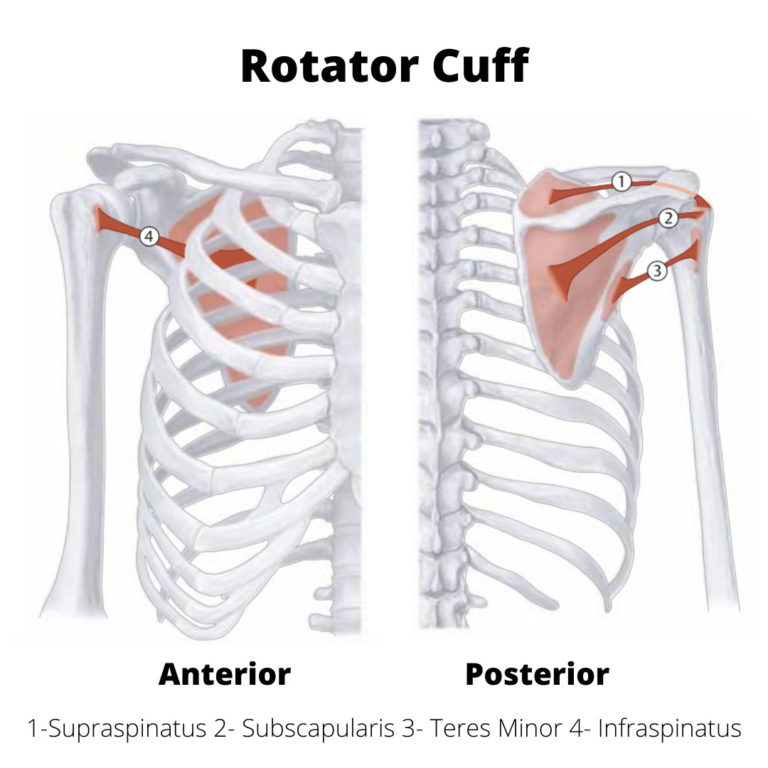 One Minute Anatomy: The Supraspinatus Muscle