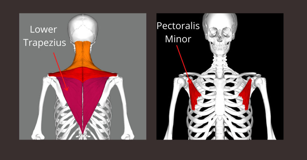 Pectoralis Minor and Lower Trapezius One Minute Anatomy CoreWalking