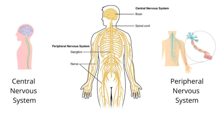 Psoas: The Tender Loin | CoreWalking